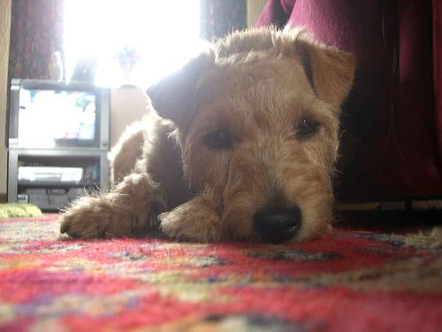 Лейкленд‑терьер фото 8