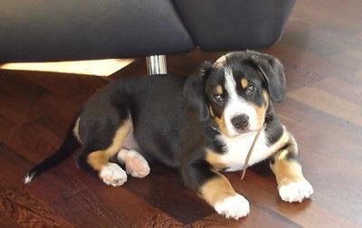 Энтлебухер зенненхунд фото 7