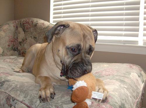 Фото породы Бульмастиф