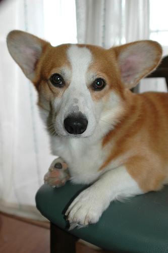 Вельш‑корги пемброк фото 9