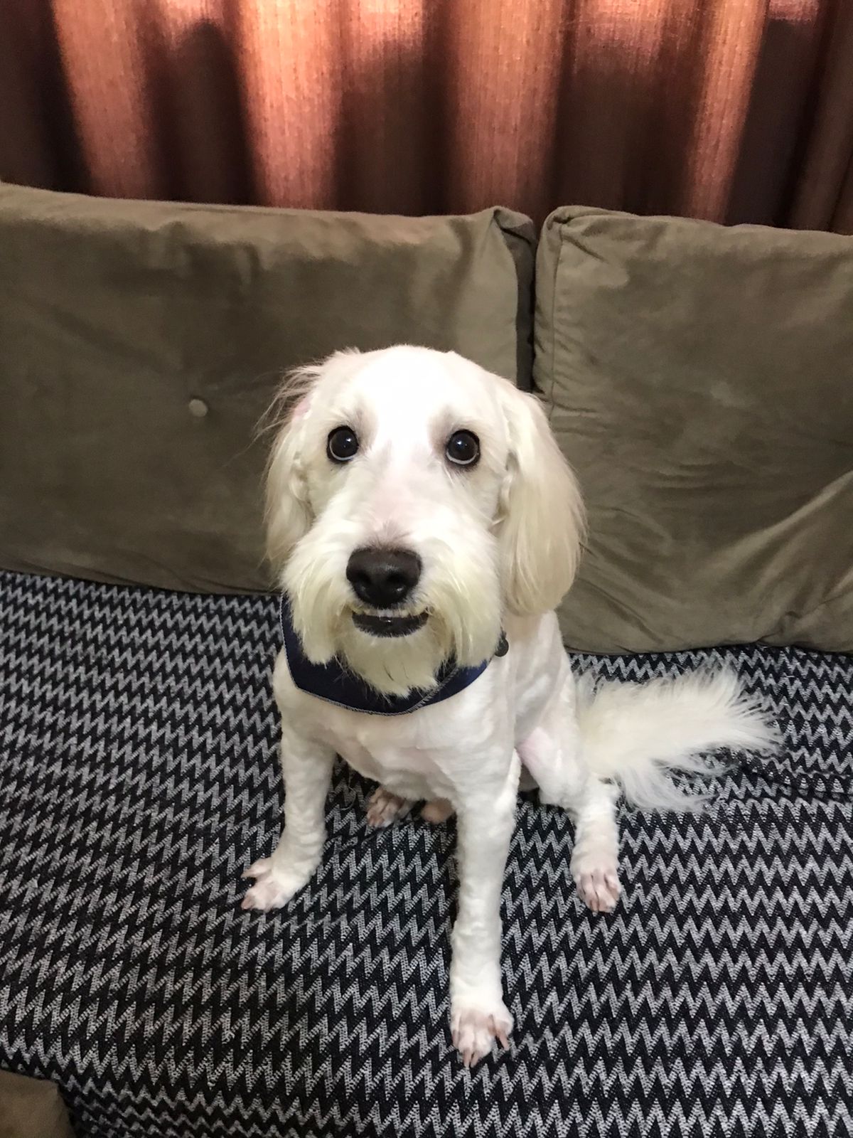 Кокапу (Cockapoo) фото 6