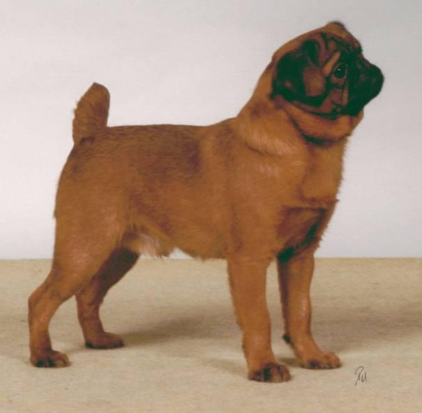 Брюссельский гриффон (брабансон) фото 6