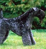 Керри‑блю‑терьер фото 3