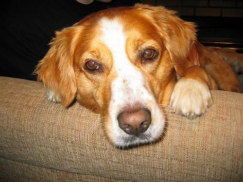 Бретонский спаниель (бретон) фото 9