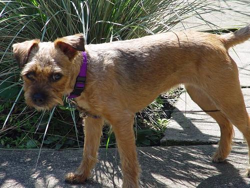 Бордер‑терьер фото 5