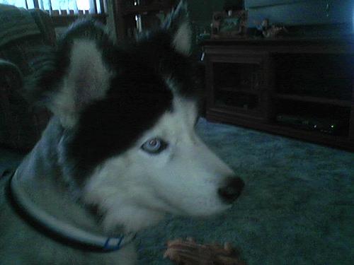 Американская эскимосская собака (Eskimo) фото 6