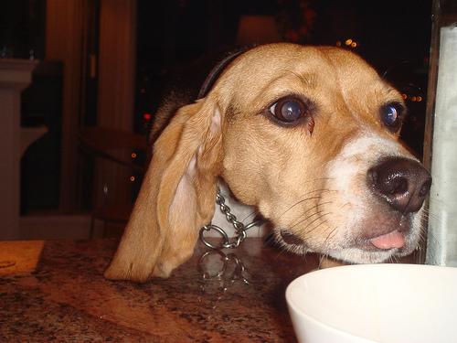 Бигль фото 11