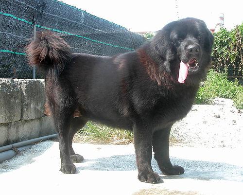 Тибетский мастиф фото 12