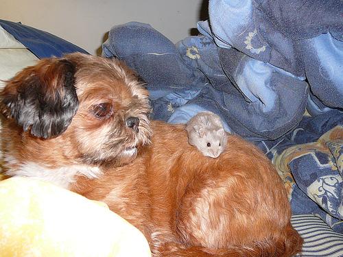 Ши-тцу фото 11