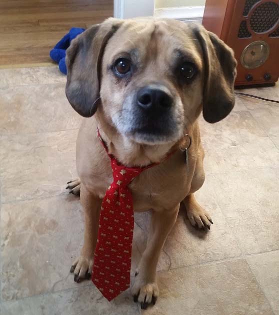 Пагль (пуггл) фото 10