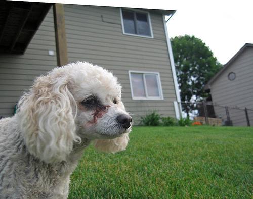 Миниатюрный пудель фото 1