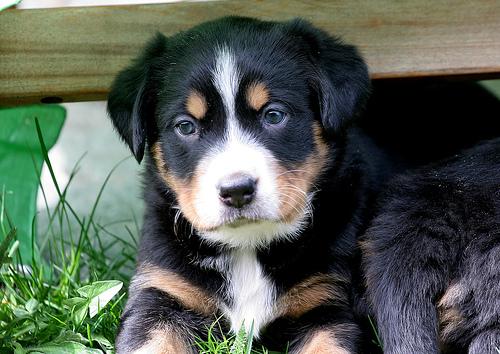 Аппенцеллер зенненхунд фото 8