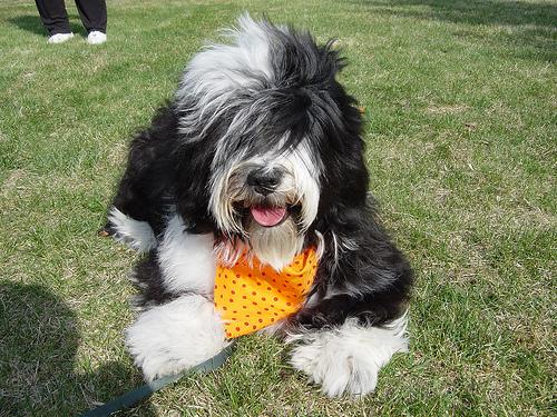 Тибетский терьер фото 5