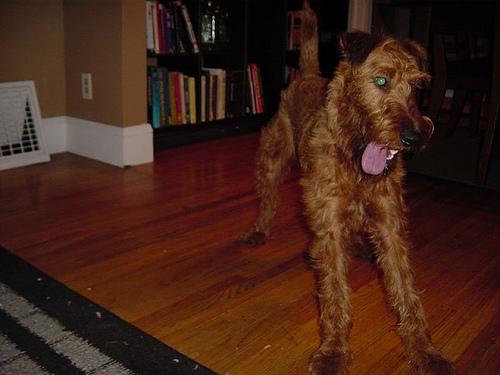 Ирландский терьер фото 4