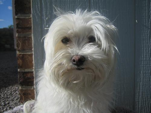 Мальтийская болонка (мальтезе) фото 7