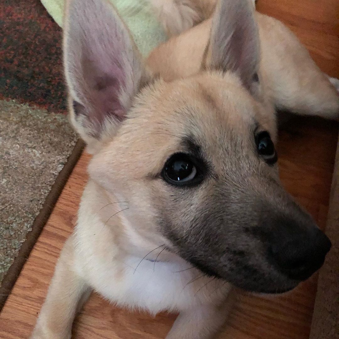 Фото породы Норвежский бухунд