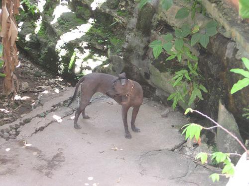 Ксолоитцкуинтли (мексиканская голая собака) фото 3