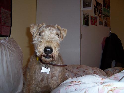 Лейкленд‑терьер фото 12