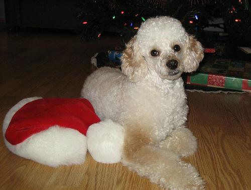 Миниатюрный пудель фото 4