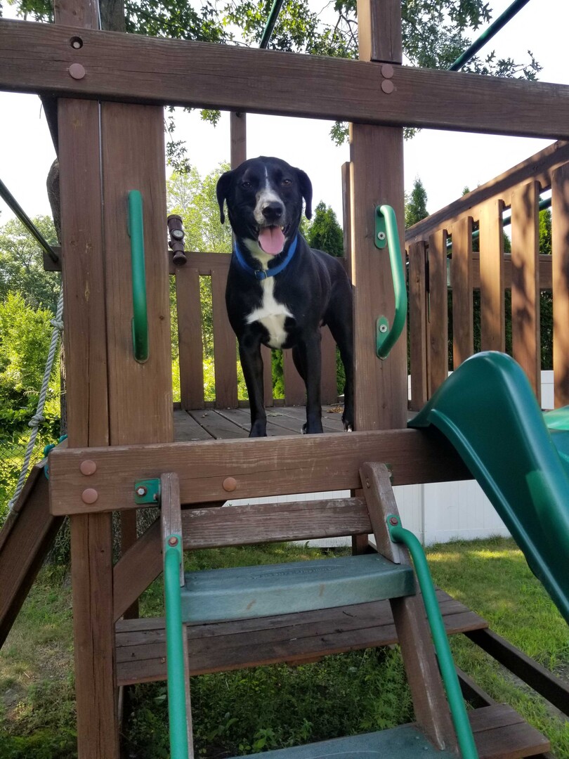 Питбуль (американский питбультерьер) фото 4