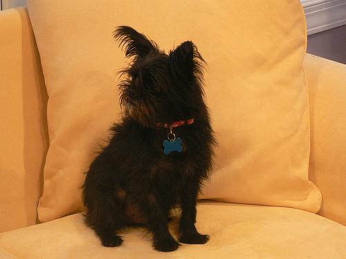 Аффенпинчер фото 8