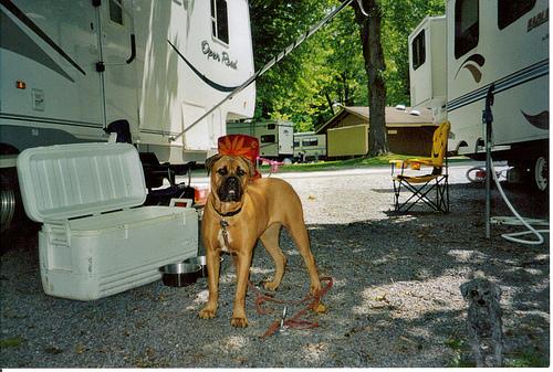 Бульмастиф фото 1