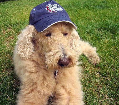 Стандартный пудель фото 2