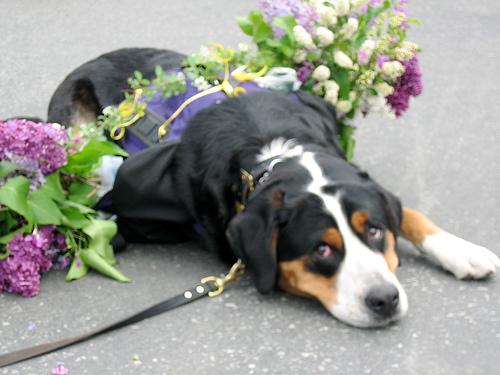 Бернская горная пастушья собака (бернский зенненхунд) фото 5