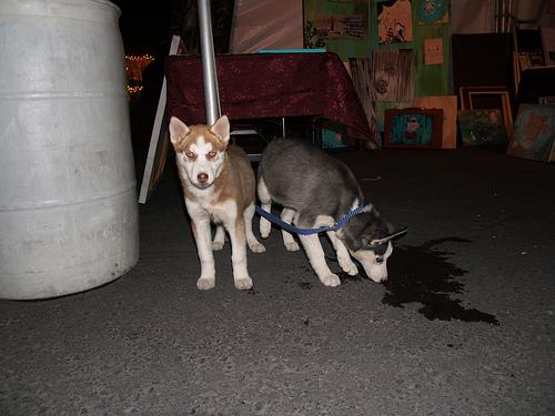 Американская эскимосская собака (Eskimo) фото 1