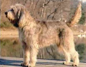 Оттерхаунд (выдровая гончая) фото 12