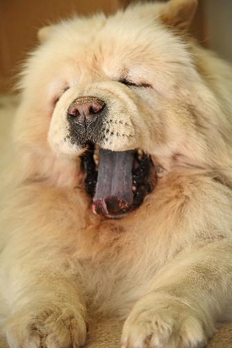 Фото породы Чау‑чау