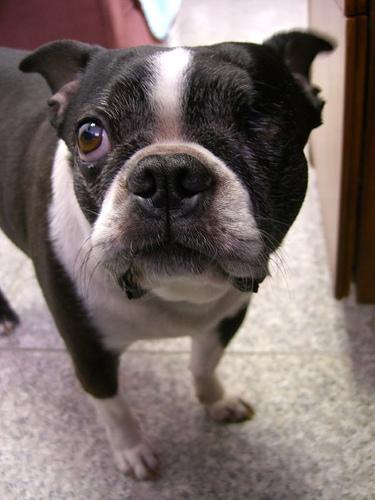 Бостон‑терьер фото 3
