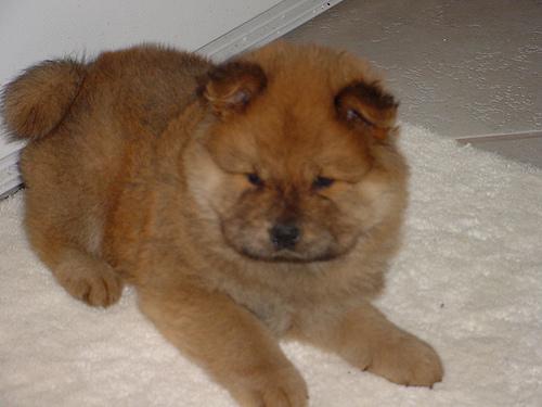 Чау‑чау фото 10