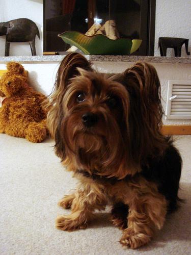 Шелти-терьер (шелковый терьер, австралийский шелковистый терьер) фото 9