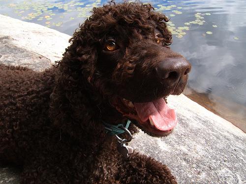 Ирландский спаниель (ирландский водяной спаниель) фото 5