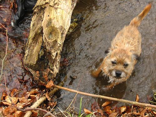 Бордер‑терьер фото 3