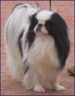 Японский спаниель (хин) фото 4