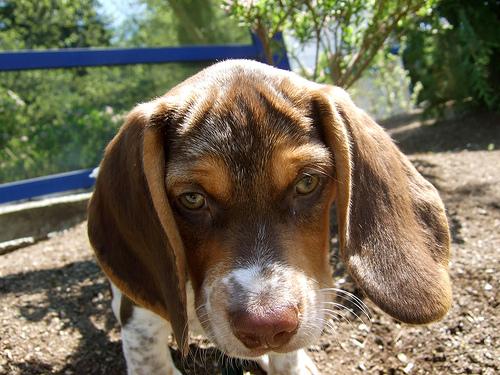Бигль фото 7