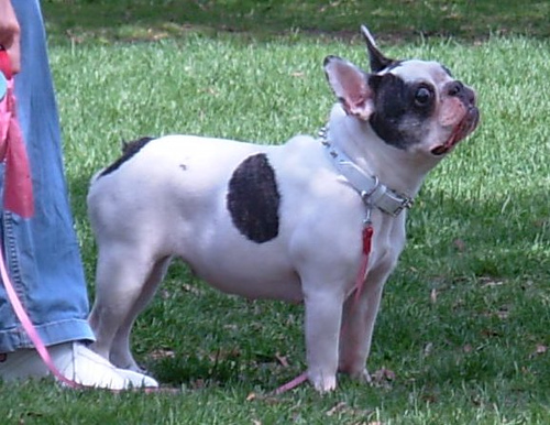 Французский бульдог фото 5