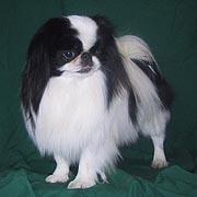 Японский спаниель (хин) фото 10