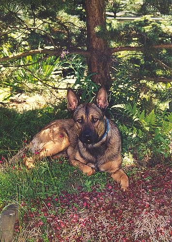 Бельгийская овчарка малинуа фото 5