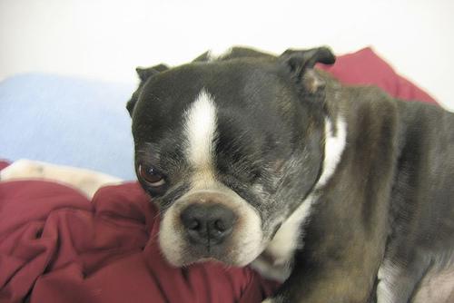 Бостон‑терьер фото 8