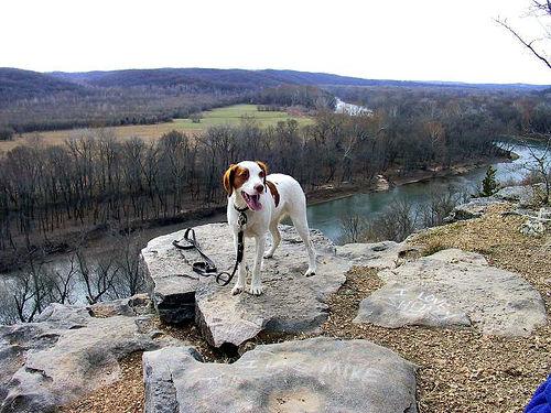 Бретонский спаниель (бретон) фото 3