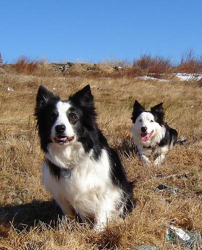 Бордер‑колли фото 10