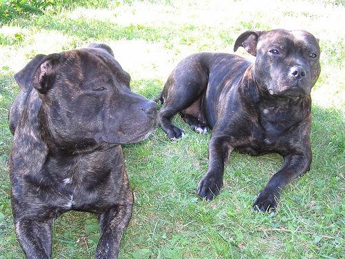 Стаффордширский бультерьер фото 6