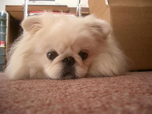 Пекинес фото 11