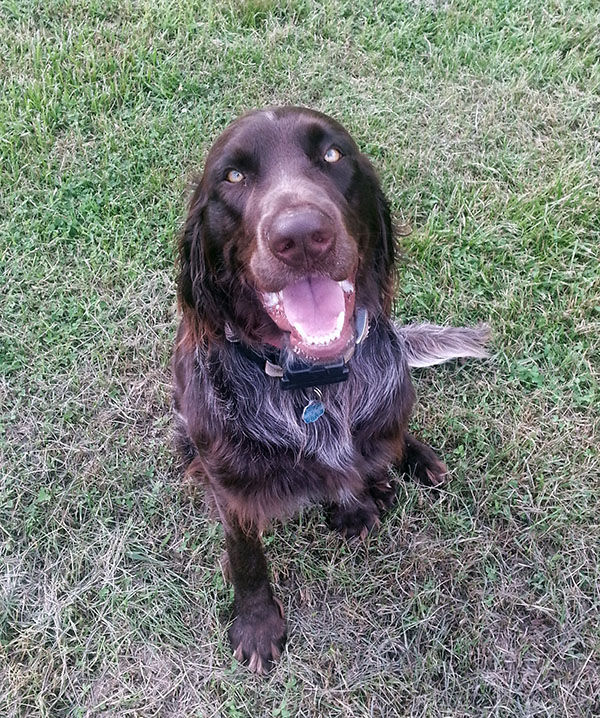 Немецкий длинношёрстный пойнтер (лангхаар) — фото породы