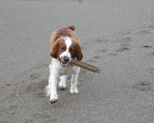 Вельш‑спрингер‑спаниель фото 8