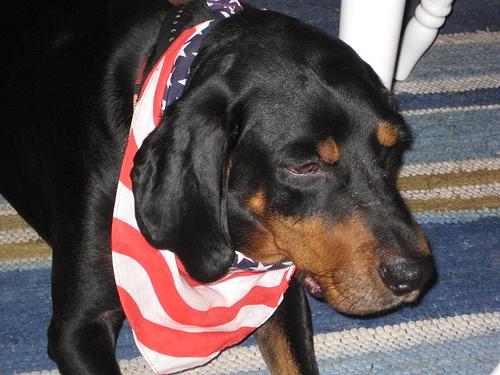 Енотовая гончая (кунхаунд) фото 12