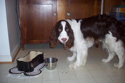 Английский спрингер‑спаниель фото 12